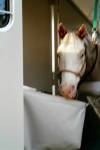 We love our EquiSpirit Trailer