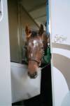 2 horse EquiSpirit Trailer customer review
